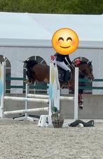 lieve B pony, Dieren en Toebehoren, Pony's, Merrie, B, Gechipt, 7 tot 10 jaar