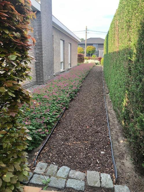 Bodembedekker geranium, Tuin en Terras, Planten | Tuinplanten, Bodembedekkers, Ophalen
