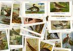 47 x Koninklijk NatuurhistorischMuseum van België - Vogels, Verzamelen, Verzenden, Ongelopen, Vogel