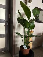 Strelitzia Nicolai, Huis en Inrichting, Kamerplanten, Ophalen