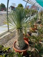 Yucca’s rostrata, Tuin en Terras, Planten | Bomen, Ophalen of Verzenden