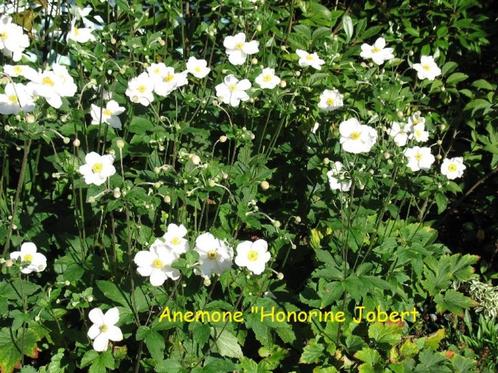 Anemone "Honorine Jobert", prachtige herfstbloeier., Tuin en Terras, Planten | Tuinplanten, Vaste plant, Volle zon, Herfst, Ophalen