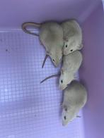 Vrouwlijke siamees donkeroog dumbo rittens, Dieren en Toebehoren, Knaagdieren, Rat