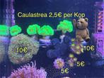 Zeeaquarium Koralen / Koraal