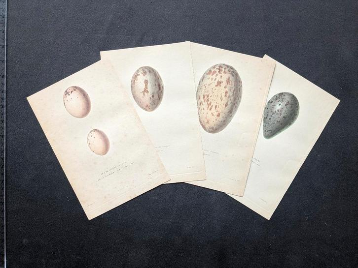4 handgekleurde gravures van eieren - ca. 1844 - prijs LOT, Antiek en Kunst, Kunst | Etsen en Gravures, Ophalen of Verzenden