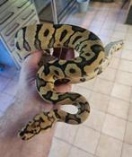 Python regius clown spotnose male de 2023, Dieren en Toebehoren