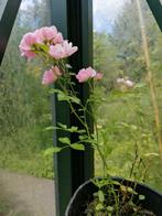 Rosier à fleurs miniatures. Jeune plante, Automne, Enlèvement ou Envoi