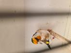 Distervink Man van 2024, Dieren en Toebehoren, Vogels | Overige Vogels