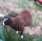 Zwartbles bok 6 maand  ( ontwormd, blauwtong vaccinatie), Dieren en Toebehoren, Schapen, Geiten en Varkens, Mannelijk, Schaap