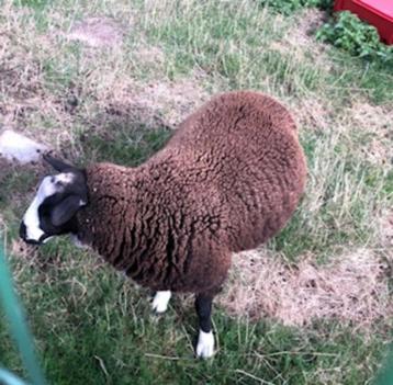 Zwartbles bok 6 maand  ( ontwormd, blauwtong vaccinatie) beschikbaar voor biedingen