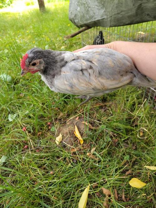 Hanen Brabants hoen, Dieren en Toebehoren, Pluimvee, Kip, Mannelijk