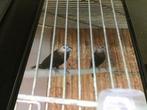Vuurvink , witkop non , bruinborstrietvink, Dieren en Toebehoren, Vogels | Overige Vogels, Tropenvogel