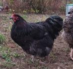 Laatste kans: Zwarte Orpington haan te koop, Dieren en Toebehoren, Pluimvee