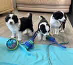 Knappe Aussiedoodle pups (aussie x poedel), België, CDV (hondenziekte), 8 tot 15 weken, Meerdere