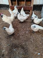 Gh'a mong, Plusieurs animaux, Poule ou poulet