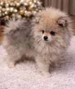 Jouet pour chiot poméranien, Étranger, Particulier, Loulou, Chien (mâle)