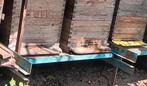 Bijen tekoop  simplex met kast of zonder kast   per romp 80€, Dieren en Toebehoren, Ophalen, Zo goed als nieuw