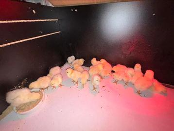 Raszuivere “Witte leghorn” kuikens beschikbaar voor biedingen