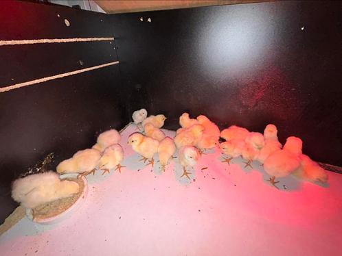 Raszuivere “Witte leghorn” kuikens, Dieren en Toebehoren, Pluimvee, Kip, Geslacht onbekend