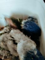 Handtamme Lori van de blauwe bergen, Dieren en Toebehoren, Tam