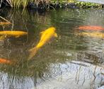Koi Platinum ogon 85 cm, Dieren en Toebehoren, Karper of Koi