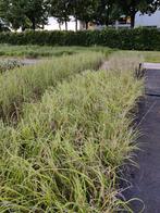 Siergras Miscanthus Pennisetum lampenpoetsersgras, Tuin en Terras, Ophalen