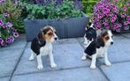 chiots beagle, Animaux & Accessoires, Chiens | Beagles, Bassets & Chiens courants, Beagle, Plusieurs, Parvovirose, Belgique