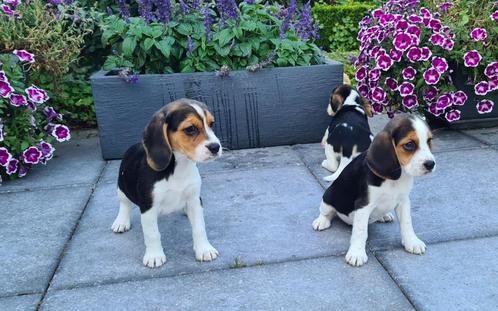 chiots beagle, Animaux & Accessoires, Chiens | Beagles, Bassets & Chiens courants, Plusieurs animaux, Beagle, Éleveur | Professionnel