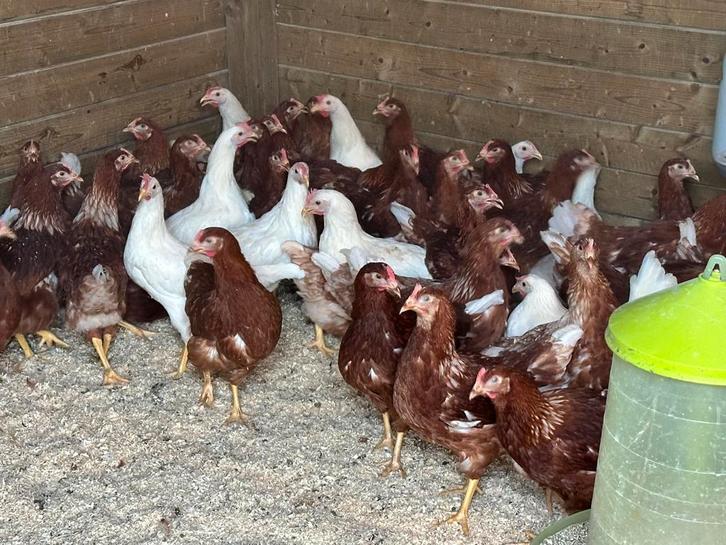 Legkippen bruin en wit, Dieren en Toebehoren, Pluimvee