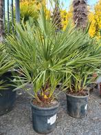 Europese dwergpalm - Chamaerops Humilis, Ophalen, Halfschaduw