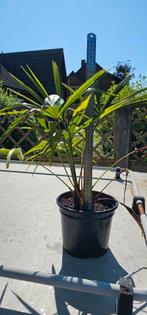 Palmboompjes 10 stk diverse maten vanaf 10euro!!!!, Tuin en Terras, Ophalen