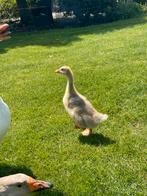 Ganzenkuiken te koop, Dieren en Toebehoren, Pluimvee, Gans of Zwaan