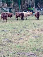 5 Galloway runderen, Animaux & Accessoires, Bovins