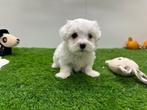 Nestjes Maltezer pups - kleine taille, België, Maltezer, CDV (hondenziekte), 8 tot 15 weken