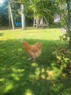 Orpington hen, Dieren en Toebehoren, Pluimvee, Vrouwelijk, Kip
