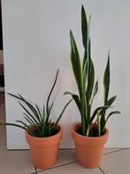 Sansevieria twee soorten, Enlèvement