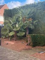 Palmboomen Waaierpalm Trachycarpus Fortunei, Tuin en Terras, Planten | Bomen, Ophalen, Palmboom, 250 tot 400 cm