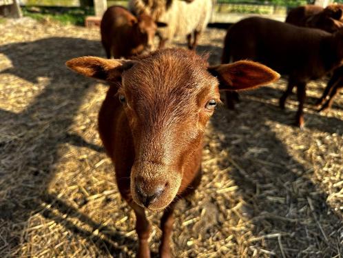 Schapen Lammeren Ardeense Vossekop, Dieren en Toebehoren, Schapen, Geiten en Varkens, Schaap, Meerdere dieren, 0 tot 2 jaar