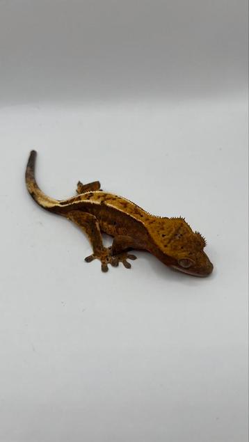 Gecko a crete wimpergecko crested gecko