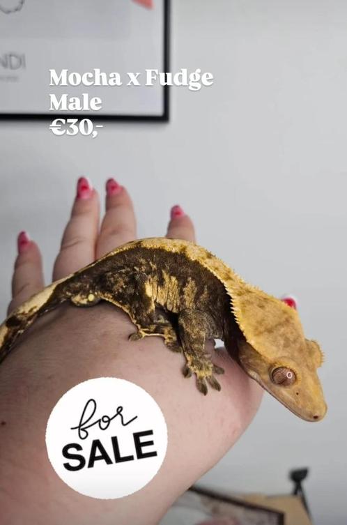 1.0 Bijna RTB Harlequin wimpergekko man, Dieren en Toebehoren, Reptielen en Amfibieën, Hagedis, 0 tot 2 jaar, Tam