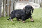 Ruwharige dwergteckel pups met stamboom, Dieren en Toebehoren, België, CDV (hondenziekte), 8 tot 15 weken, Dwerg