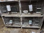 A vendre cage à lapin en béton, Dieren en Toebehoren, Ophalen, Gebruikt, Kooi, Konijn