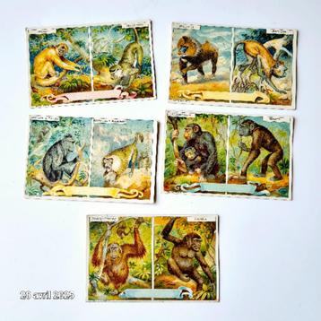Set van 6 witlofafbeeldingen met een gorillafamilie, Ourang beschikbaar voor biedingen