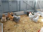 Cochin kriel kippen in vele kleuren, Meerdere dieren, Kip