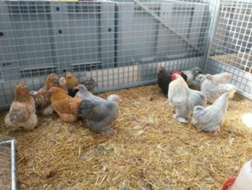 Cochin kriel kippen in vele kleuren beschikbaar voor biedingen