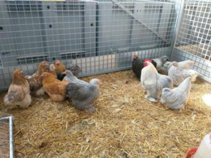Cochin kriel kippen in vele kleuren, Dieren en Toebehoren, Pluimvee, Kip, Meerdere dieren