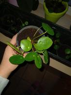 stekjes Pannenkoekenplant of pilea, Huis en Inrichting, Kamerplanten, Ophalen of Verzenden, Halfschaduw