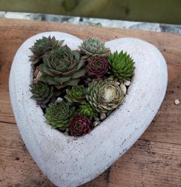 Vetplantjes (Allerheiligen) beschikbaar voor biedingen