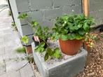 Aardbeiplanten, Ophalen, Fruitplanten