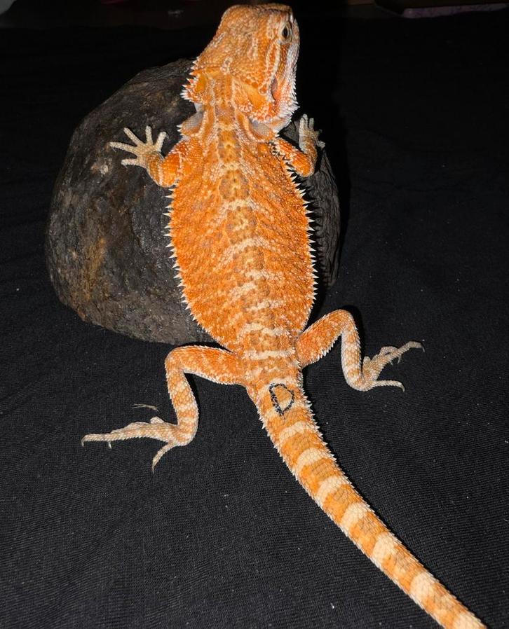 Heel mooi orange baardagaam-vrouwtje, Dieren en Toebehoren, Reptielen en Amfibieën, Hagedis, 0 tot 2 jaar, Tam